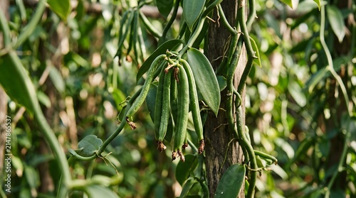 Close up shot of fresh green vanilla pods hanging on vine in organic garden