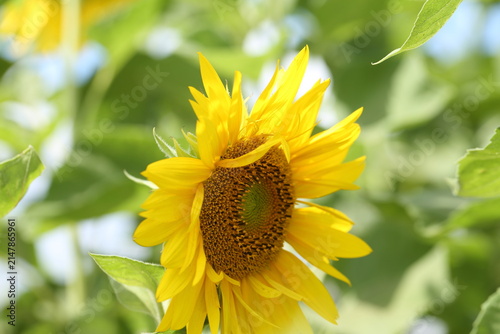 日本の夏の風景 ひまわりのクローズアップ / Close-up of a sunflower in summer, Japan