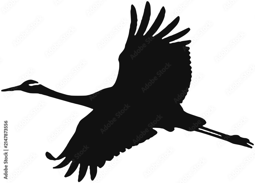 Obraz premium flying crane bird