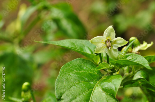 White Chili Pepper Flower Blooming on Plant