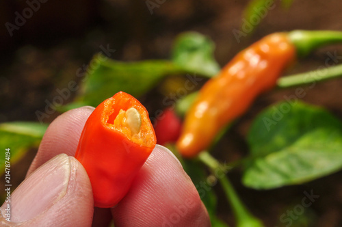 Red Chili Pepper with Visible Seeds Close Up