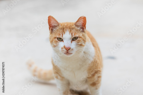Orange and White Stray Cat Standing and Looking at Camera