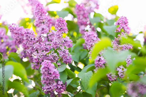 Purple lilac flowers bloomi...