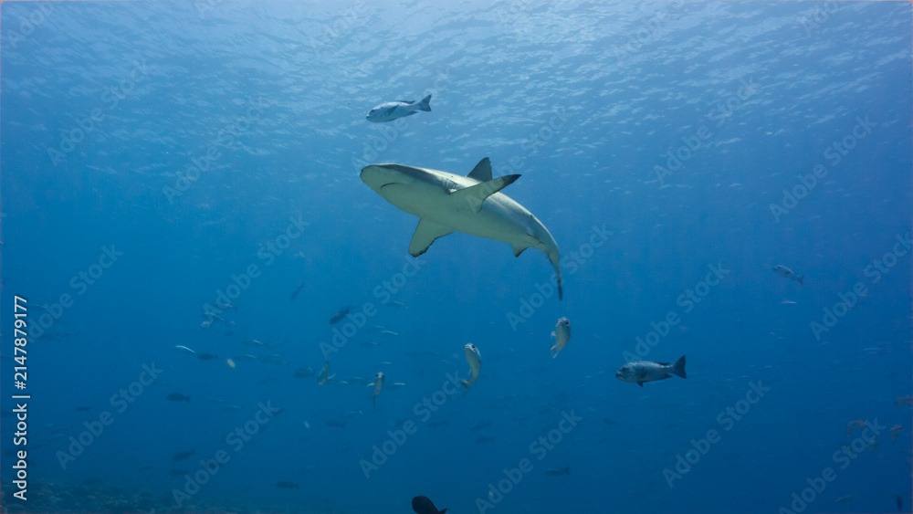 Fototapeta premium Underwater shot of Grey Reef Shark and silver fish swimming towards camera in the Palau National Marine Sanctuary