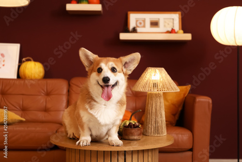 Cute Corgi dog sitting on coffee table with pumpkins at home