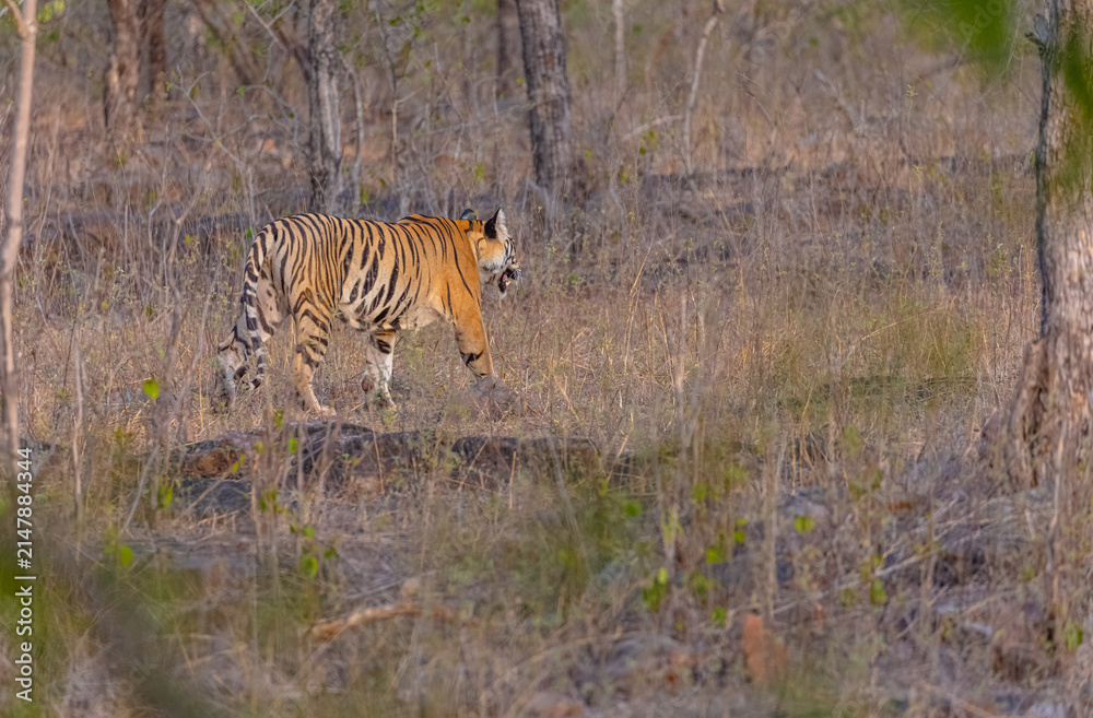 Fototapeta premium Tigress (Panthera tigris) walking in the grassland of panna tiger reserve.