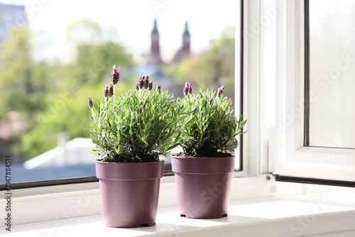 Pots with lavender flowers ...