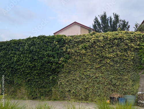 Country garden fence covered in thick ivy. A green wall blending structure with nature, showing thoughtful yard design and timeless charm 