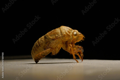 Foto The shell of a Chinese cicada