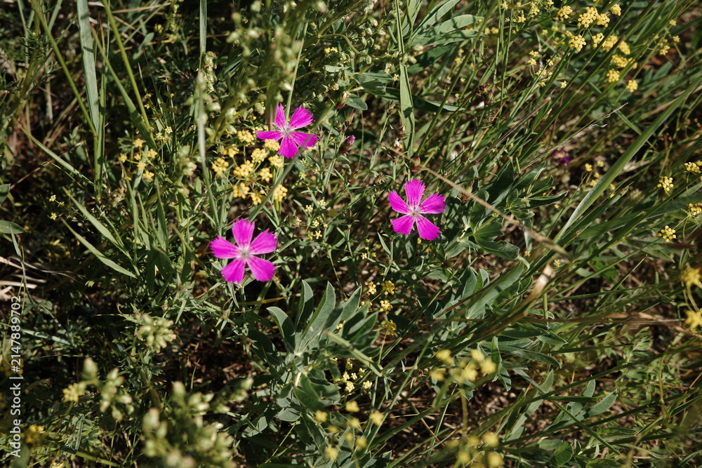 Obraz premium Dianthus superbus-Plants of Olkhon Island