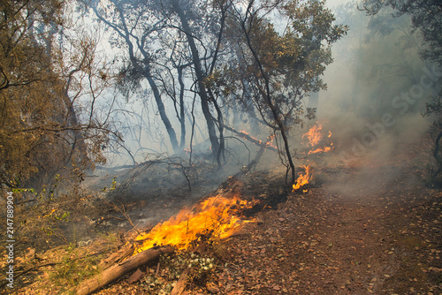 Foto Wildfire burning through a smokey forest hillside
