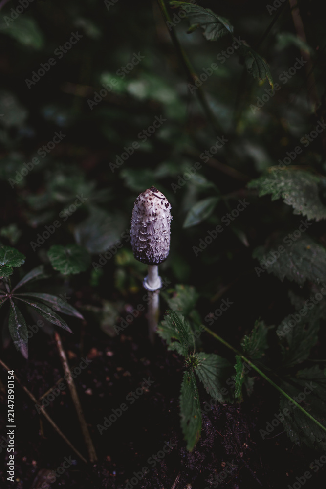 Fototapeta premium Shaggy ink cap mushroom on a dark forest floor