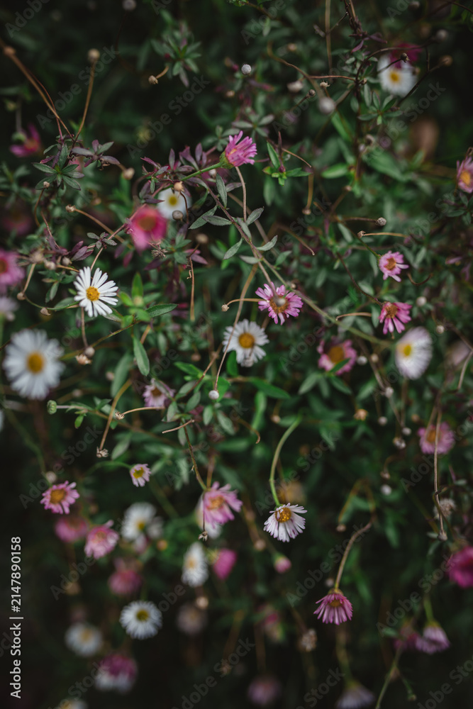 Obraz premium Delicate pink and white wildflowers close up