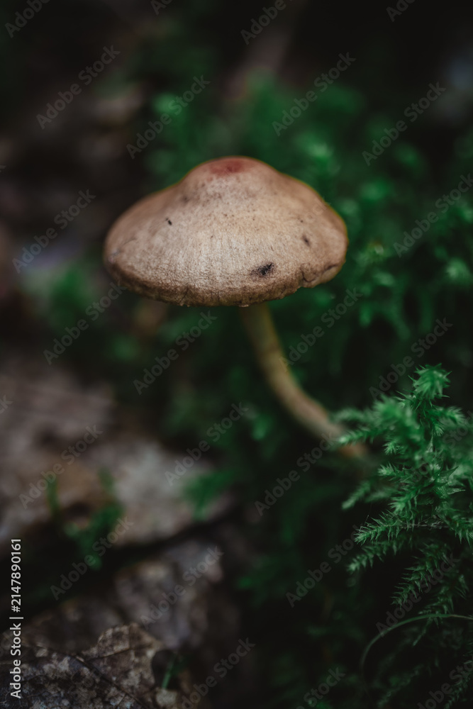 Fototapeta premium Wild brown mushroom emerging from green moss