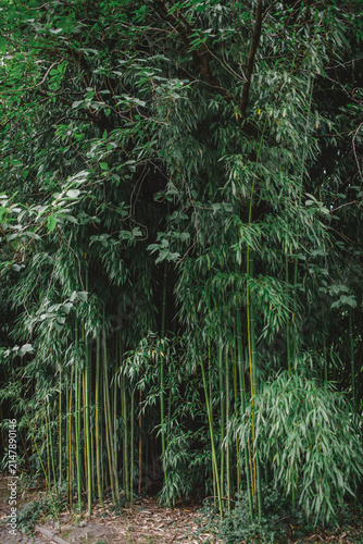 Foto Dense green bamboo forest with a dark path