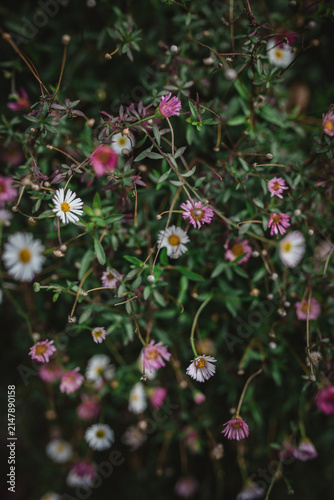 Quadro su tela Delicate pink and white wildflowers close up