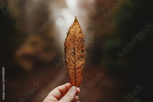 Quadro su tela Person holding a single fallen autumn leaf