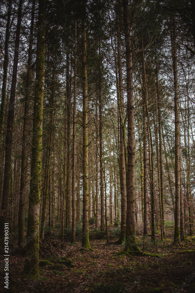 Fototapeta premium Tall trees covered in moss in a dark forest