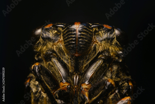 Foto Macro photo of Chinese cicada