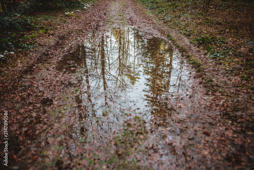 Quadro su tela Trees reflected in a puddle on an autumn path