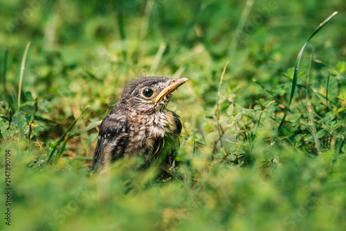 Canvastavla Curious baby fledgling bird in the green grass
