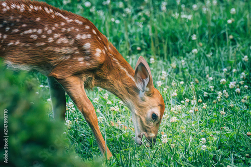 Foto Young spotted fawn grazing in a green field