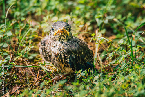 Fotografía Awkward fledgling bird has a bad hair day