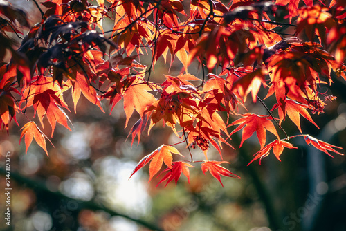 Cuadro en lienzo Vibrant red maple leaves glowing in sunlight