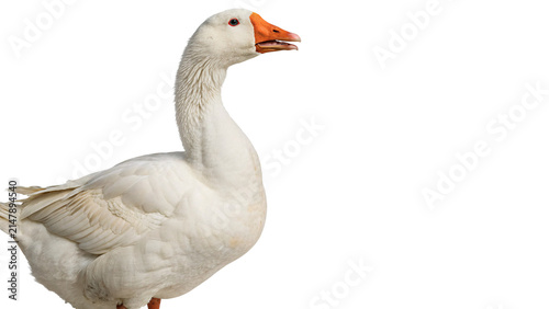 Quadro su tela White domestic goose standing side profile isolated on transparent background