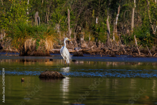 Great White Egret in the evening light at Schwenninger Moor