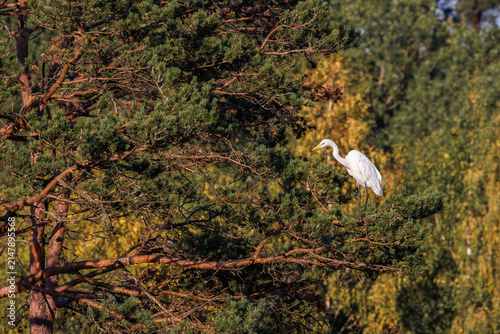 A Great Egret on a pine tree in the evening light