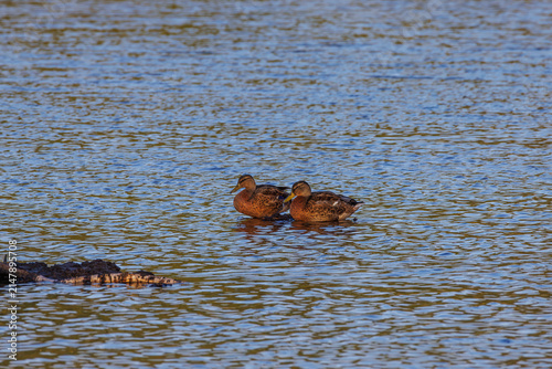 Tranquility on the Lake: Mallards in the Evening Light