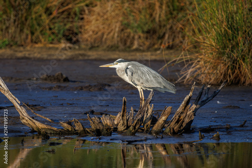 Grey Heron in the Schwenninger Moos at Sunset