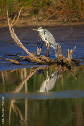 Grey Heron in the Schwenninger Moos at Sunset