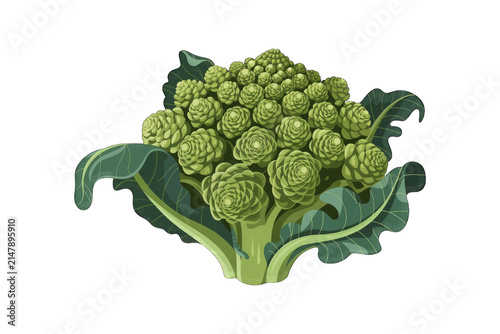 Fresh Romanesco broccoli isolated on transparent. Green fractal vegetable for healthy diet menus.