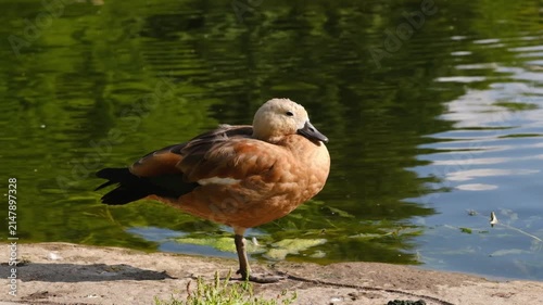 Orange duck perches on the pond's edge, displaying its feathers and reflection in the water, surrounded by lush greenery and sunlight