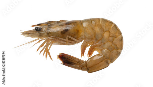 Isolated Raw Shrimp Transparent Background