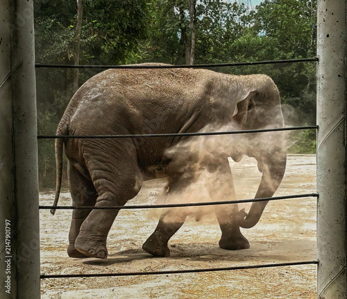 Photography Asian elephant walking in its enclosure at the zoo during a sunny day
