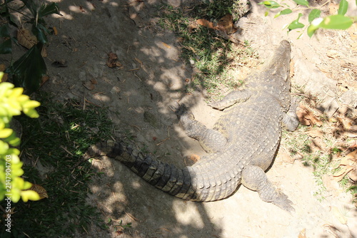 Photography crocodile in a zoo in chiang mai in thailand