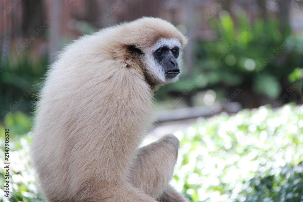 Fototapeta premium gibbon (?) in a zoo in chiang mai in thailand 
