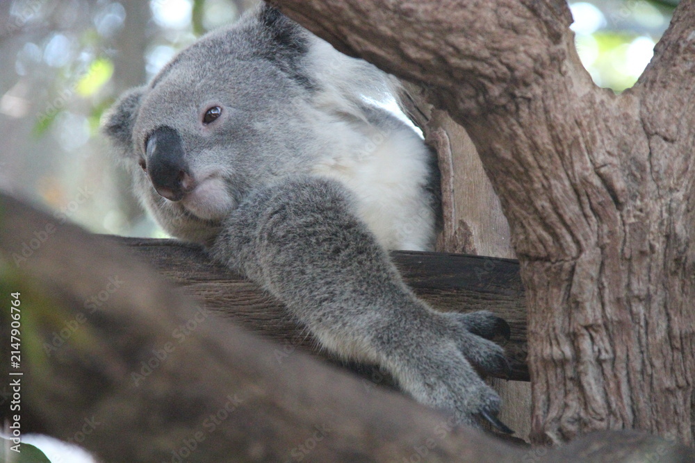 Fototapeta premium koala in a zoo in chiang mai in thailand 