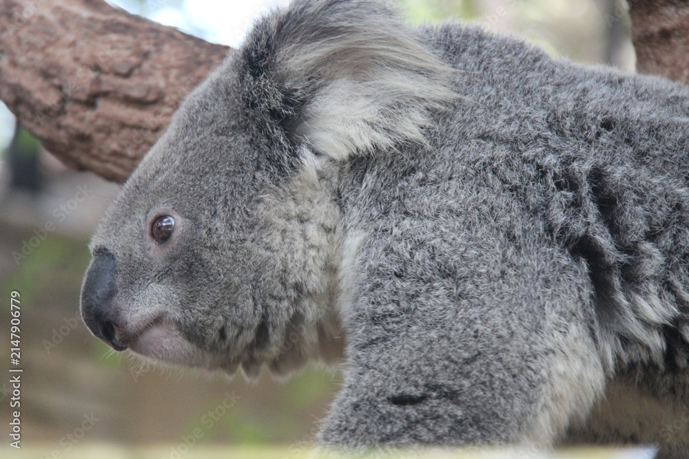Obraz premium koala in a zoo in chiang mai in thailand 