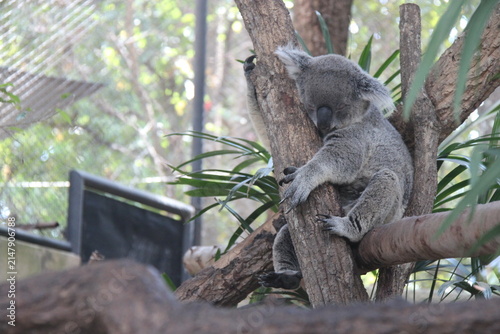 Photography koala in a zoo in chiang mai in thailand