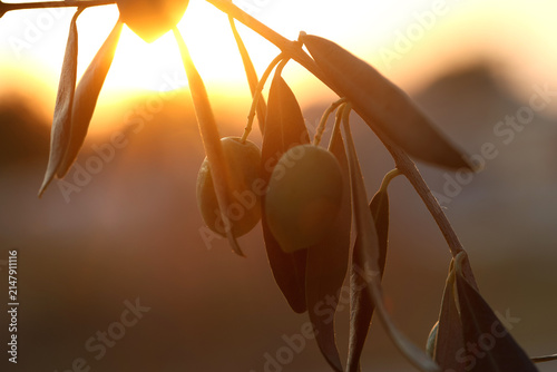 Unripe Green Olives Hanging on Branch in Warm Sunset Golden Light