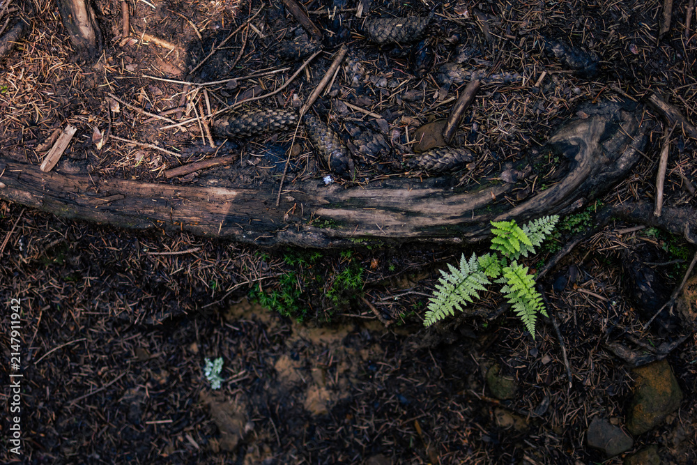 Fototapeta premium Overhead view of a damp forest floor with a curving root worn by travelers. A small fern rises from rich soil and needles as dappled light reveals texture and quiet resilience