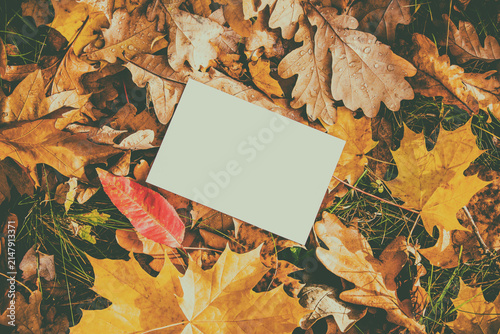 Obraz na płótnie Autumn background-a sheet of white paper on a background of fallen autumn leaves