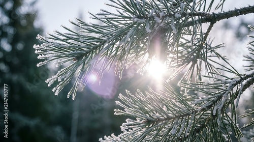 Sunlight shining through frost covered pine needles on a cold winter day.