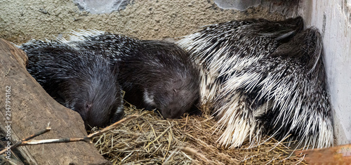Cuadro en lienzo Four porcupines are sleeping on straw, huddled close together