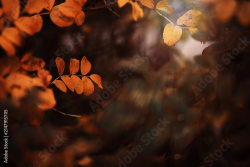 Canvas Print Beautiful Nature Autumn landscape