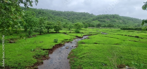 Fresh Water Stream Flowing Through Lush Green Meadow Under Overcast Sky in Rural Monsoon Landscape